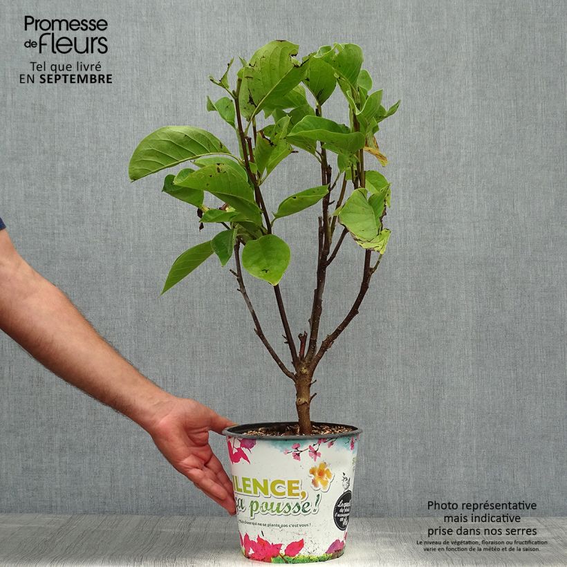 Exemplaar van Magnolia Manchu Fan - Beverboom Pot van 4 l/5 l zoals geleverd in de herfst