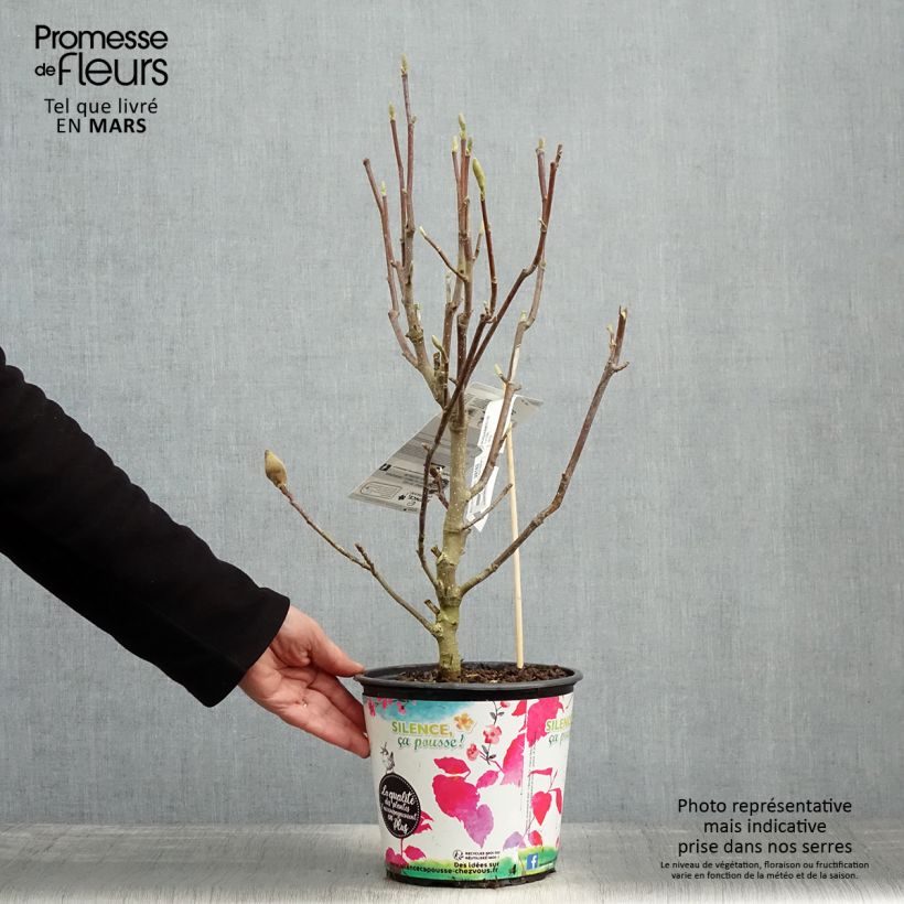Exemplaar van Magnolia Manchu Fan - Beverboom Pot van 4 l/5 l zoals geleverd in de lente