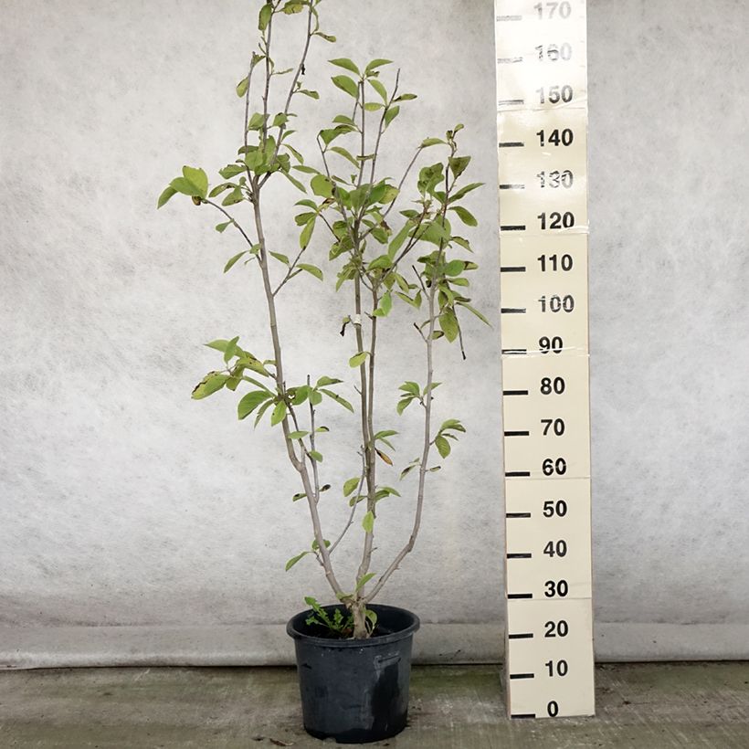Exemplaar van Magnolia Manchu Fan - Beverboom Pot van 7,5 l/10 l zoals geleverd in de zomer