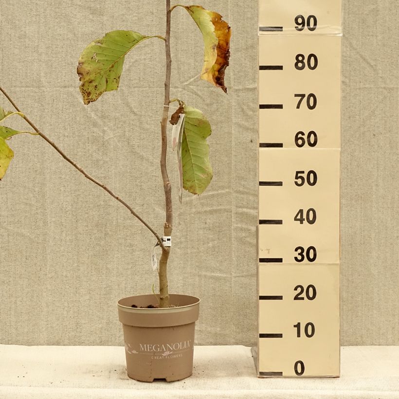 Exemplaar van Magnolia Meganolia Pot de 4L/5L zoals geleverd in de herfst