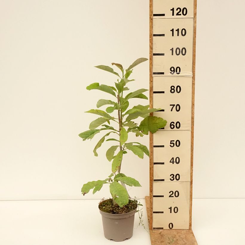 Exemplaar van Magnolia officinalis - Chinese kransmagnolia Pot van 4 l/5 l zoals geleverd in de zomer