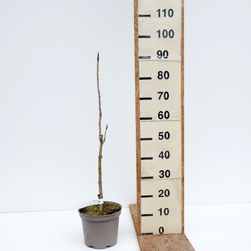 Exemplaar van Magnolia officinalis - Chinese kransmagnolia Pot van 4 l/5 l zoals geleverd in de winter