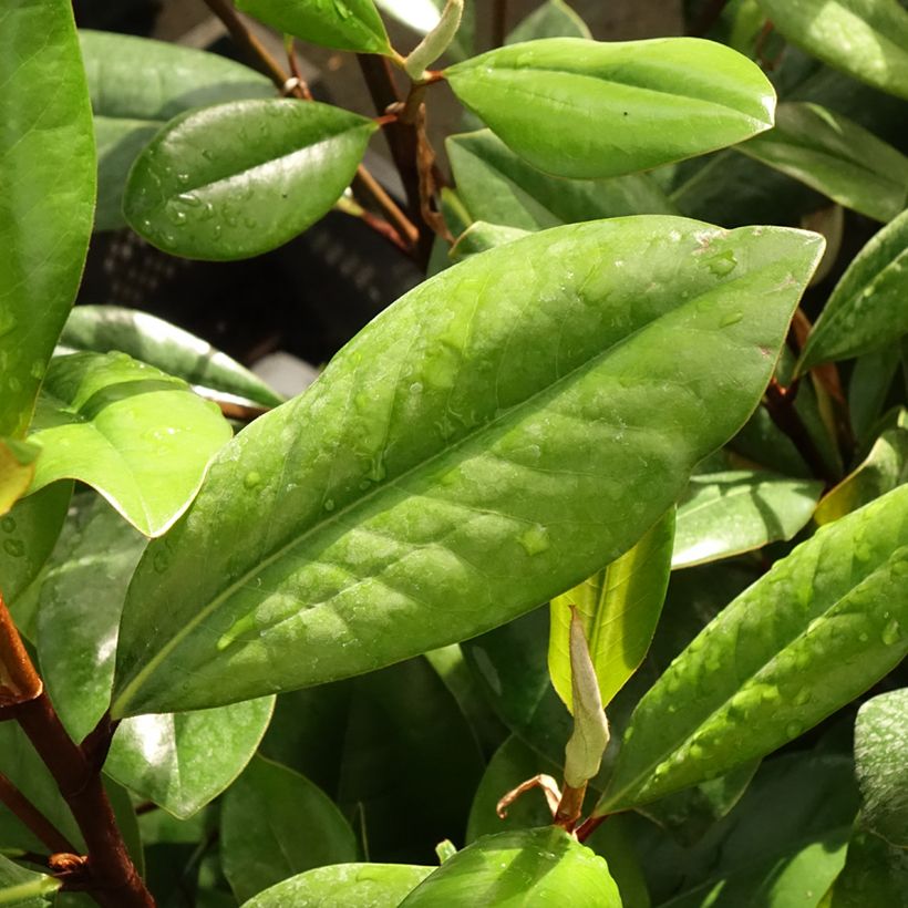 Magnolia grandiflora D.d. blanchard - Zuidelijke magnolia (Blad)