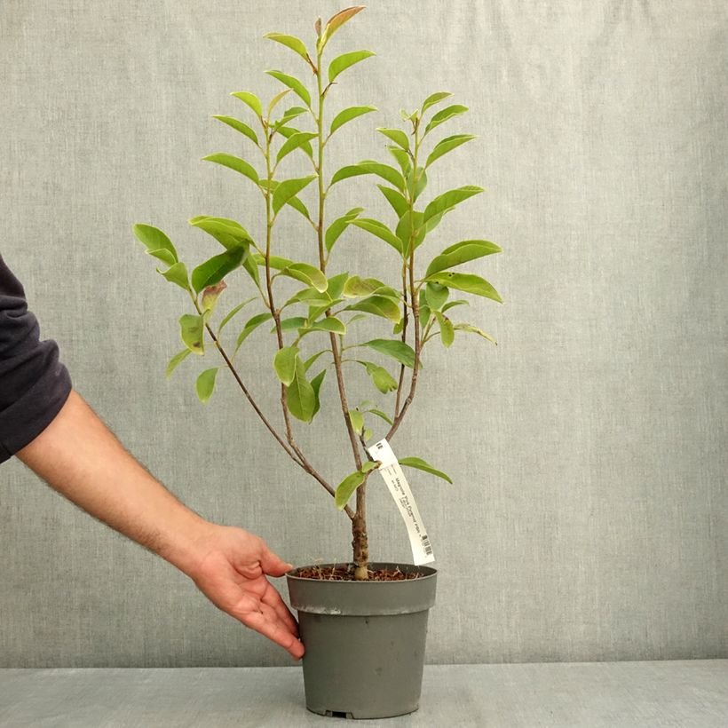 Exemplaar van Magnolia Pink Pyramid - Beverboom Pot van 3 l/4 l zoals geleverd in de zomer