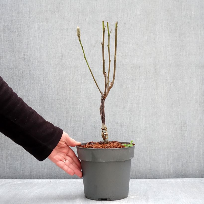 Example of Magnolia Pink Pyramid - Beverboom Pot van 3 l/4 l as you get in hiver