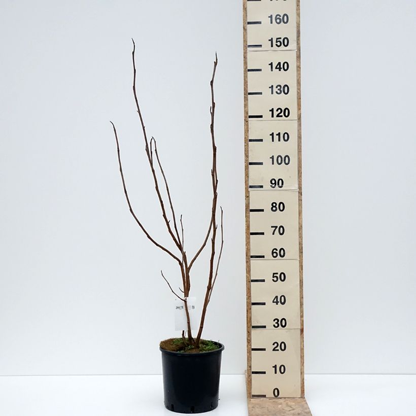 Exemplaar van Magnolia sieboldii - Beverboom Pot van 12 l/15 l zoals geleverd in de winter