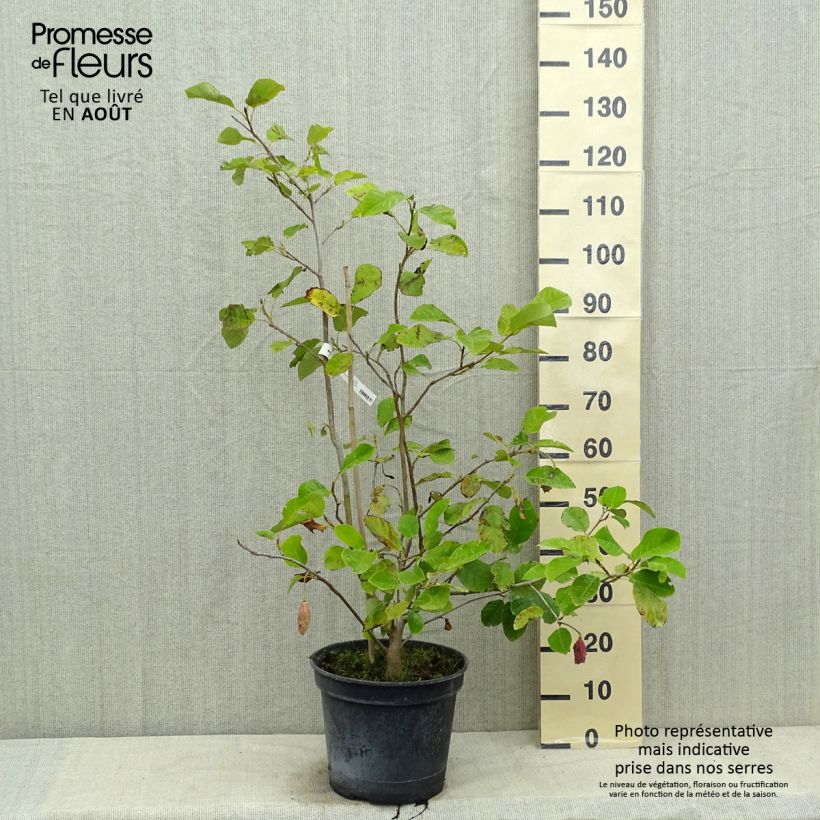 Exemplaar van Magnolia sieboldii Colossus - Beverboom Pot van 12 l/15 l zoals geleverd in de zomer
