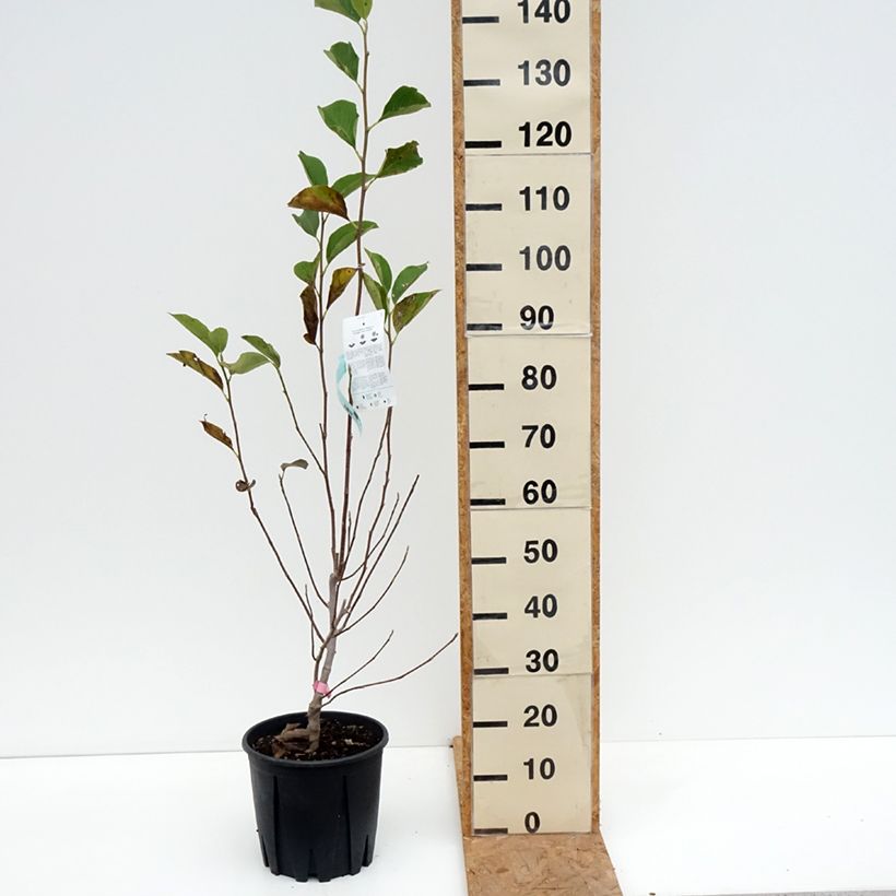 Exemplaar van Magnolia soulangeana - Gewone magnolia Pot van 7,5 l/10 l zoals geleverd in de herfst