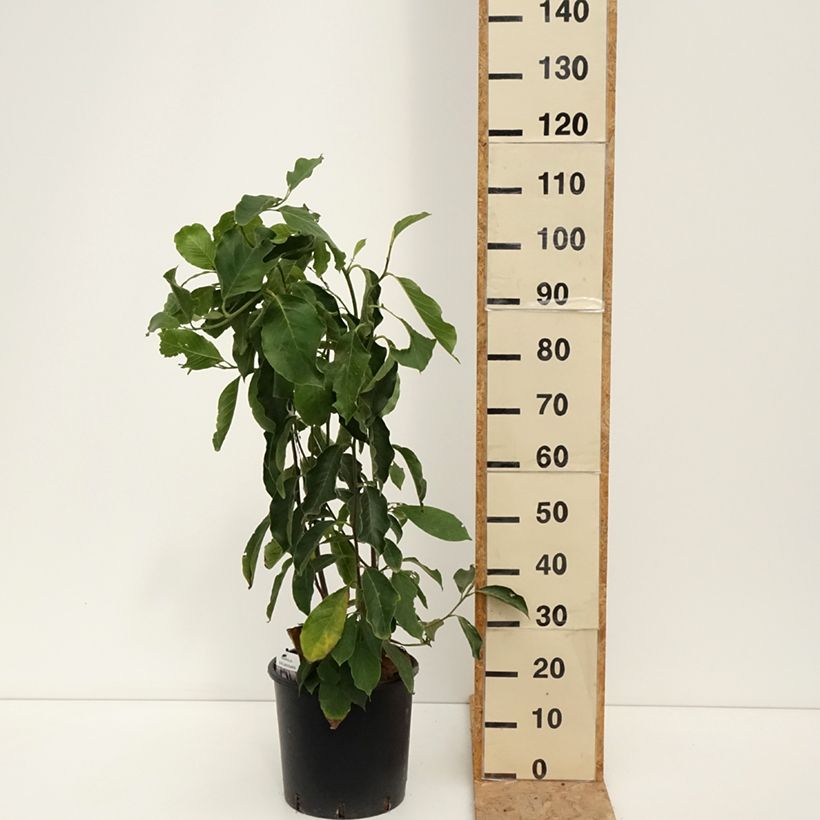 Exemplaar van Magnolia soulangeana - Gewone magnolia Pot van 7,5 l/10 l zoals geleverd in de zomer