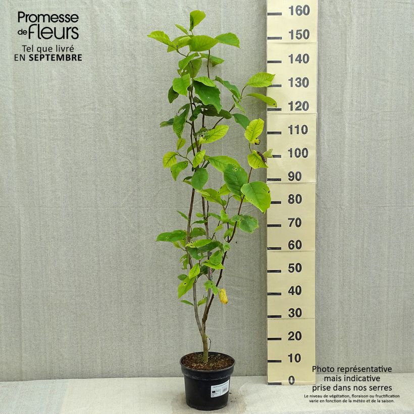 Exemplaar van Magnolia soulangeana Rustica Rubra - Gewone magnolia Pot van 3 l/4 l zoals geleverd in de zomer