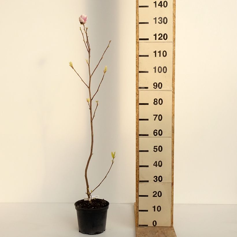 Exemplaar van Magnolia soulangeana Rustica Rubra - Gewone magnolia Pot van 3 l/4 l zoals geleverd in de lente