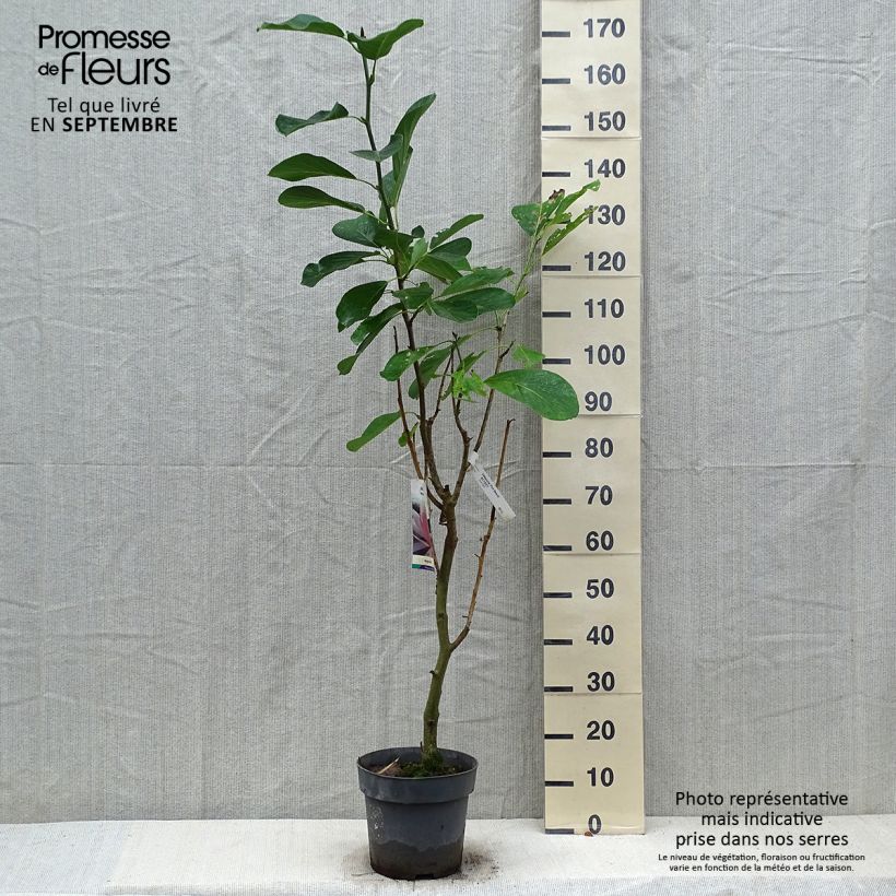 Exemplaar van Magnolia sprengeri Pink Beauty - Beverboom Pot van 6 l/7 l zoals geleverd in de herfst