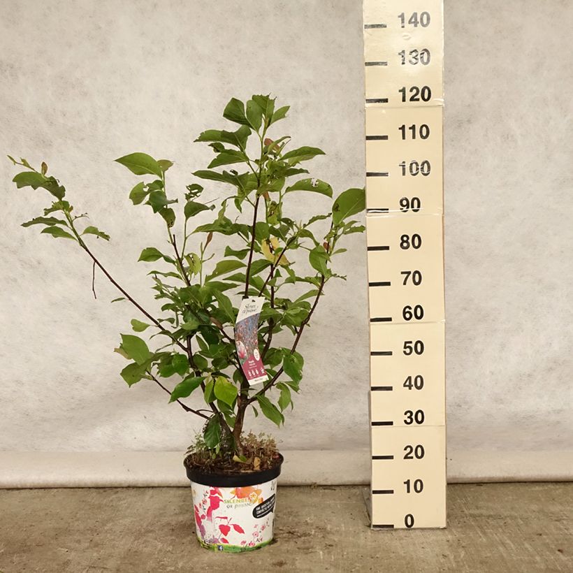 Exemplaar van Magnolia Star Wars - Beverboom Pot van 7,5 l/10 l zoals geleverd in de zomer