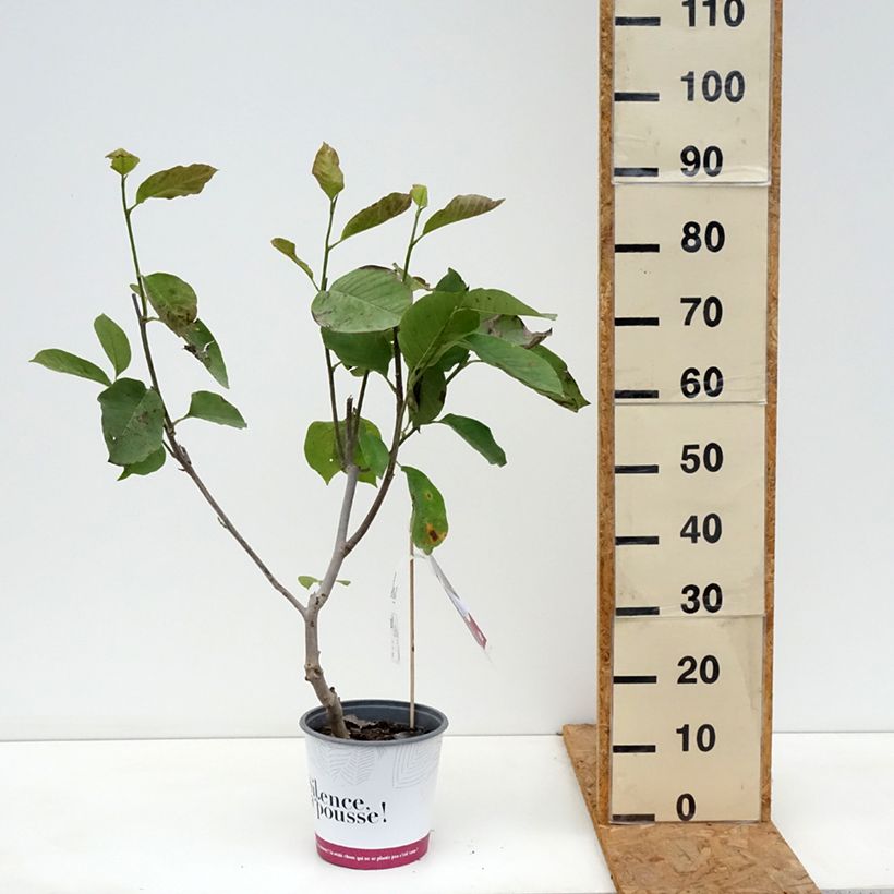 Exemplaar van Magnolia Star Wars - Beverboom Pot van 4 l/5 l zoals geleverd in de herfst