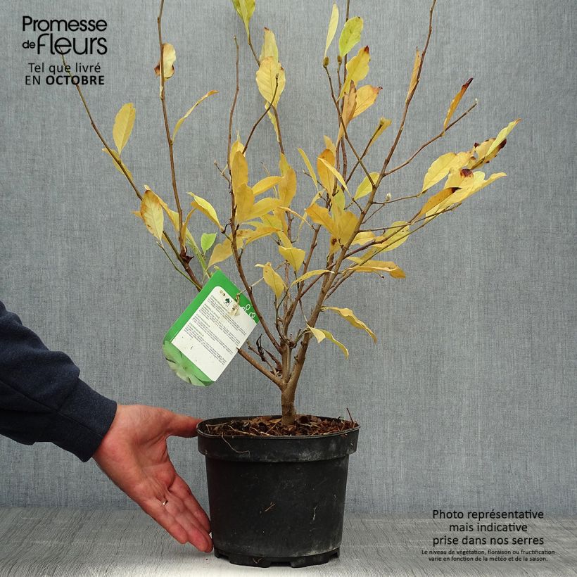 Exemplaar van Magnolia stellata - Stermagnolia Pot van 2 l/3 l zoals geleverd in de herfst