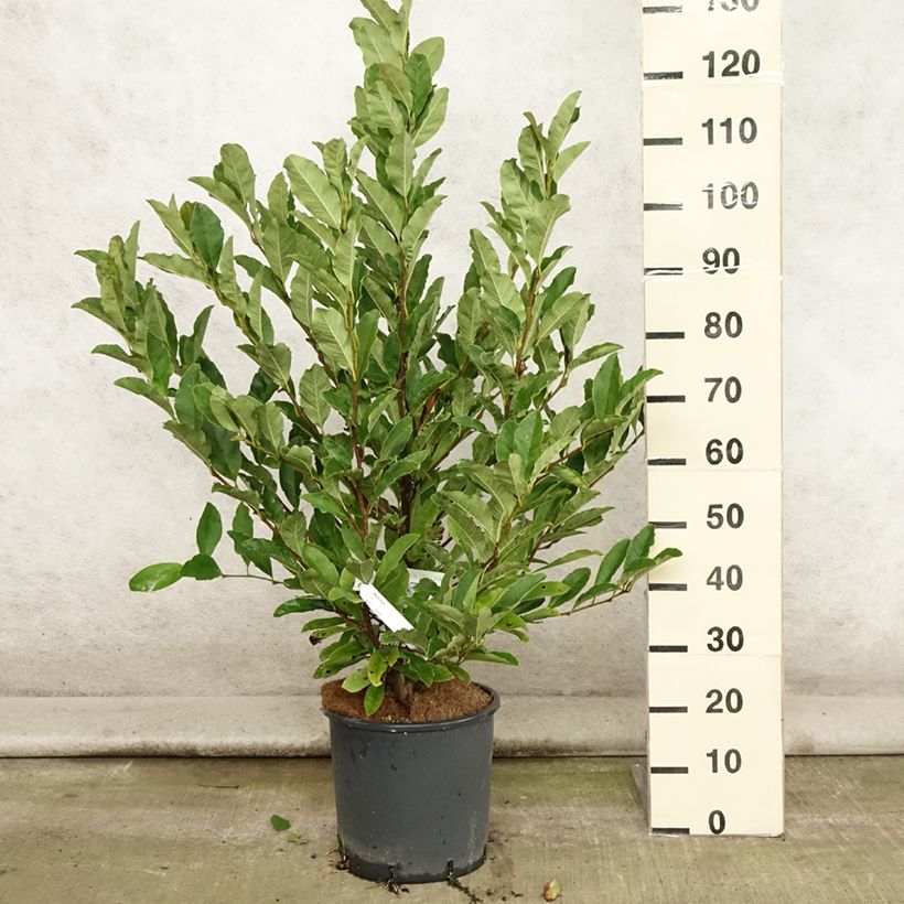 Exemplaar van Magnolia stellata - Stermagnolia Pot van 7,5 l/10 l zoals geleverd in de zomer