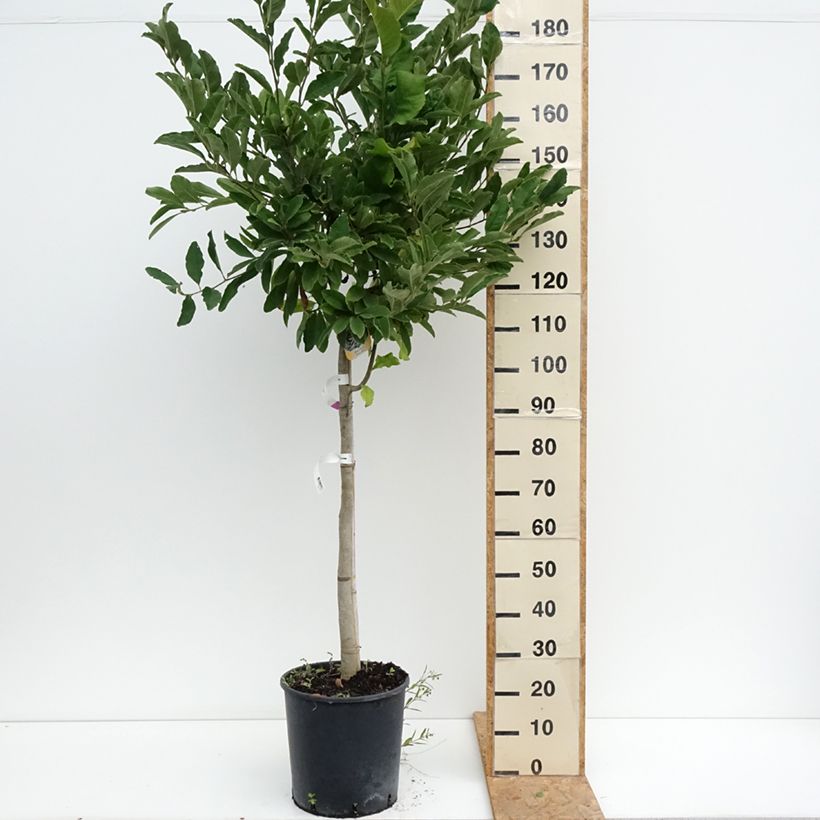 Exemplaar van Magnolia stellata - Stermagnolia Pot van 18 l/20 l, Half-hoge stam zoals geleverd in de zomer