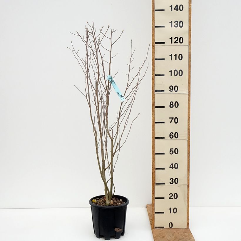 Exemplaar van Magnolia stellata - Stermagnolia Pot van 7,5 l/10 l zoals geleverd in de herfst