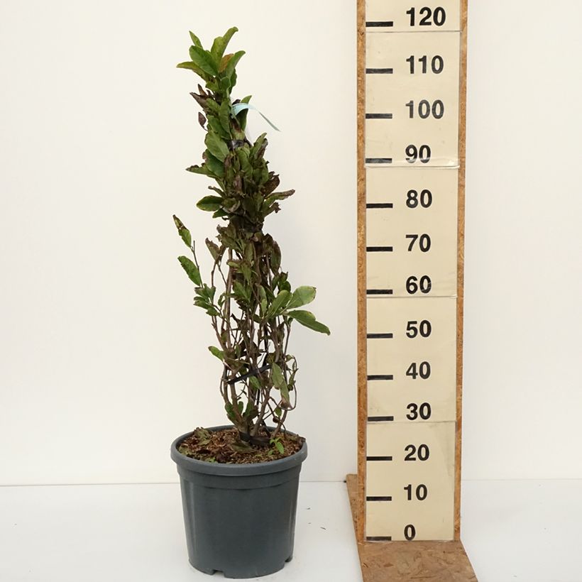 Exemplaar van Magnolia stellata Rosea - Stermagnolia Pot van 18 l/20 l zoals geleverd in de herfst