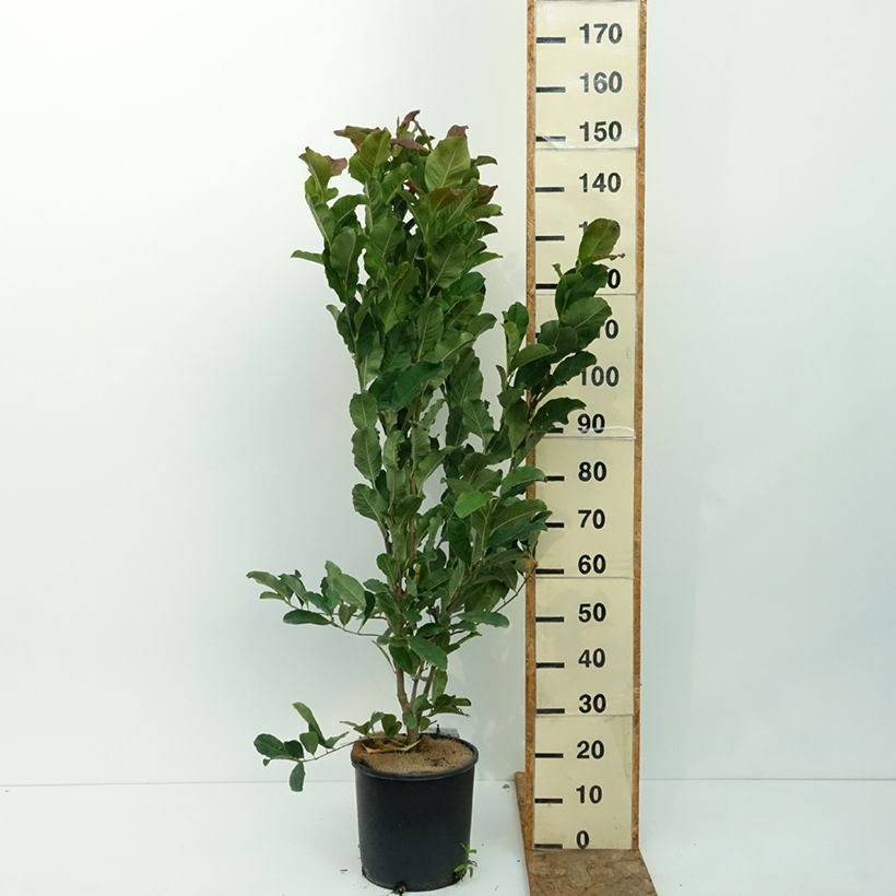 Exemplaar van Magnolia stellata Rosea - Stermagnolia Pot van 7,5 l/10 l zoals geleverd in de zomer