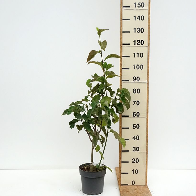 Exemplaar van Magnolia Sunspire - Beverboom Pot van 6 l/7 l zoals geleverd in de zomer