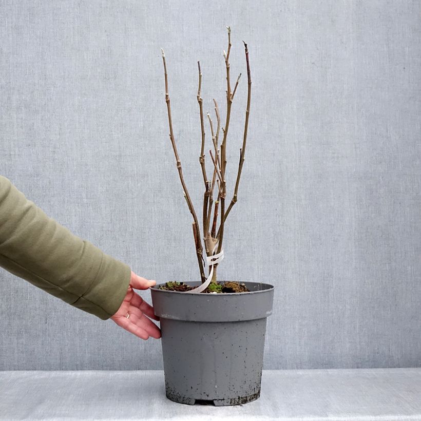 Exemplaar van Magnolia Sunspire - Beverboom Pot van 6 l/7 l zoals geleverd in de winter