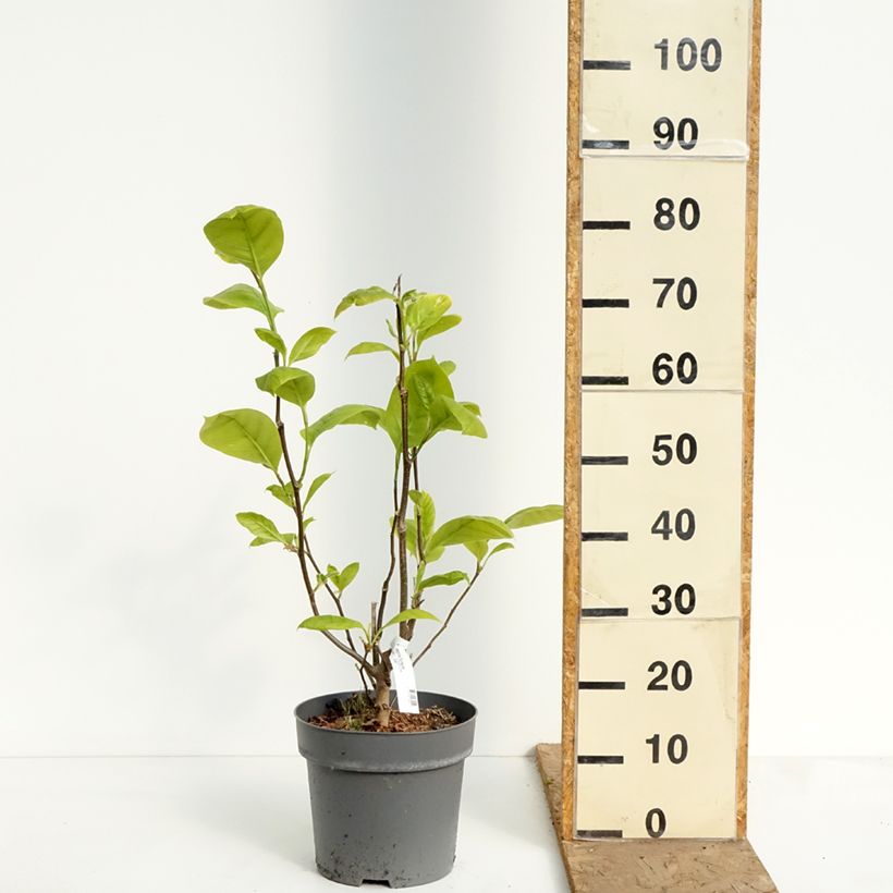 Exemplaar van Magnolia Sunspire - Beverboom Pot van 6 l/7 l zoals geleverd in de lente