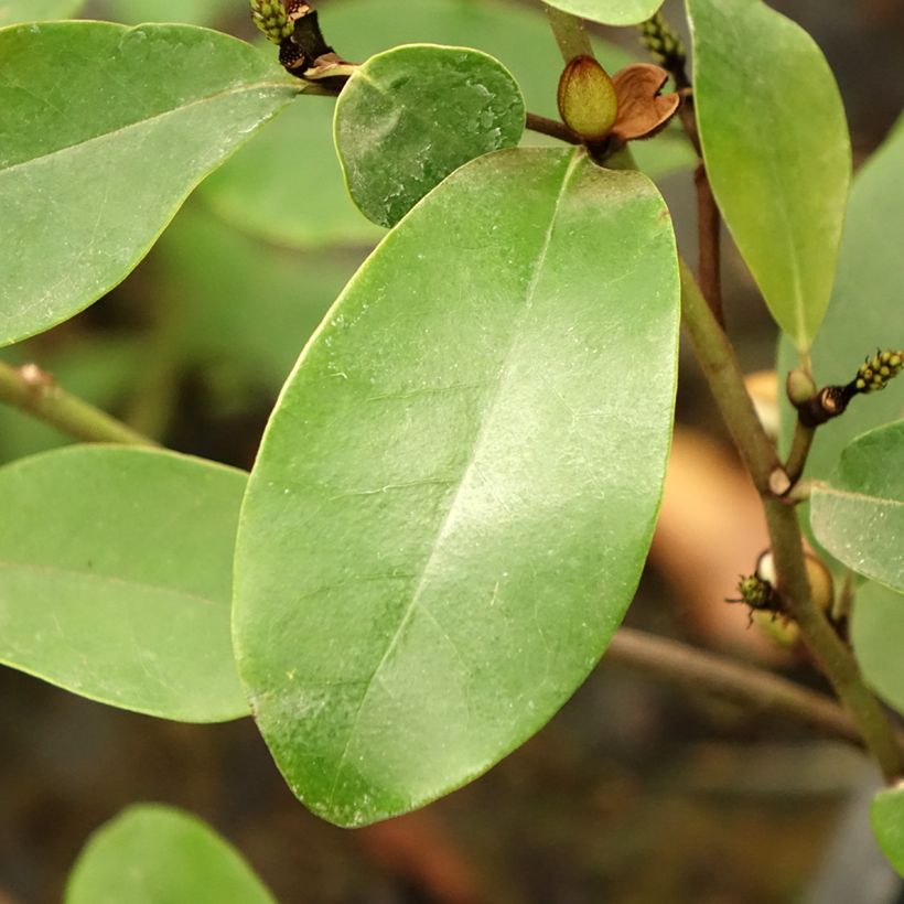 Magnolia White Caviar - Beverboom (Blad)
