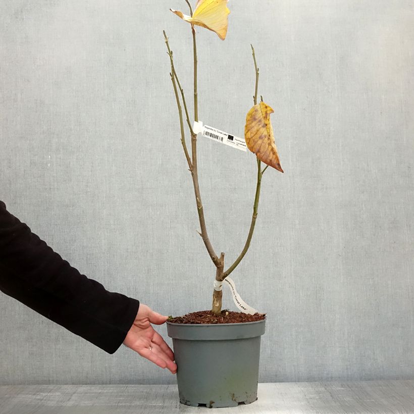 Exemplaar van Magnolia Coral Lake - Beverboom Pot van 3 l/4 l zoals geleverd in de herfst