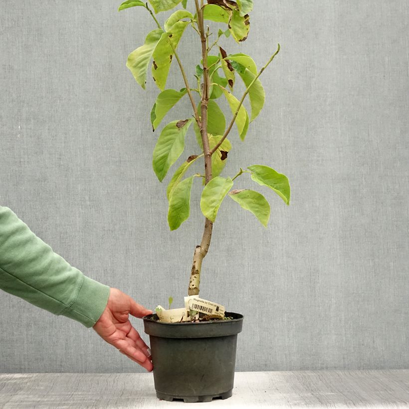Exemplaar van Magnolia Coral Lake - Beverboom Pot van 3 l/4 l zoals geleverd in de zomer
