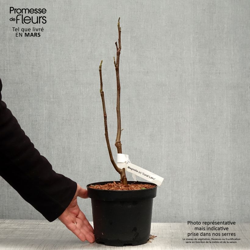 Exemplaar van Magnolia Coral Lake - Beverboom Pot van 3 l/4 l zoals geleverd in de lente