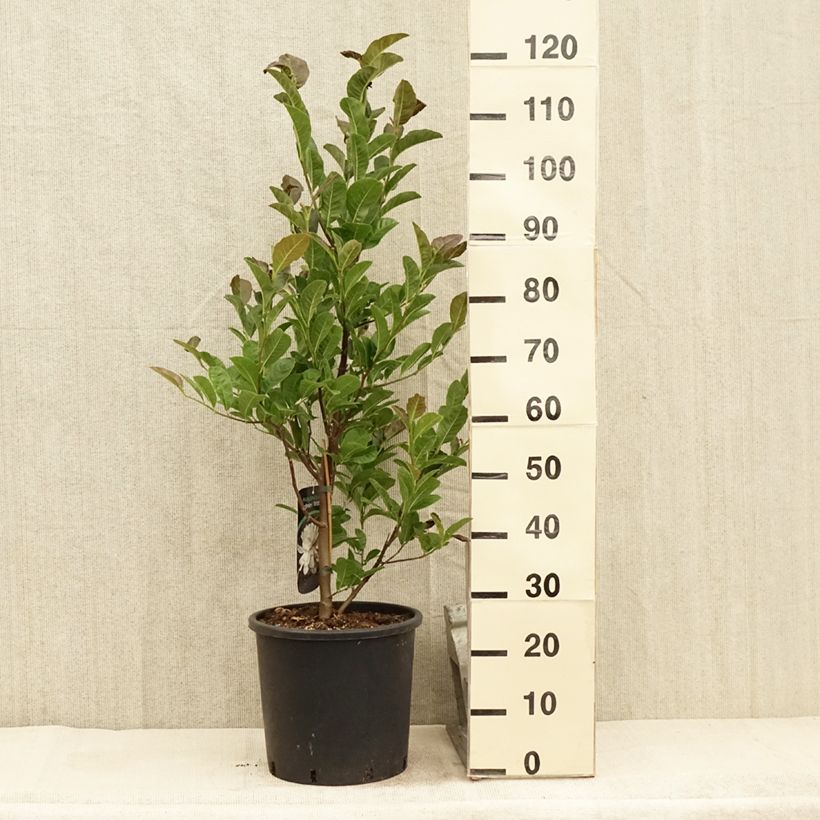 Exemplaar van Magnolia loebneri Wildcat - Beverboom Pot van 6 l/7 l zoals geleverd in de zomer