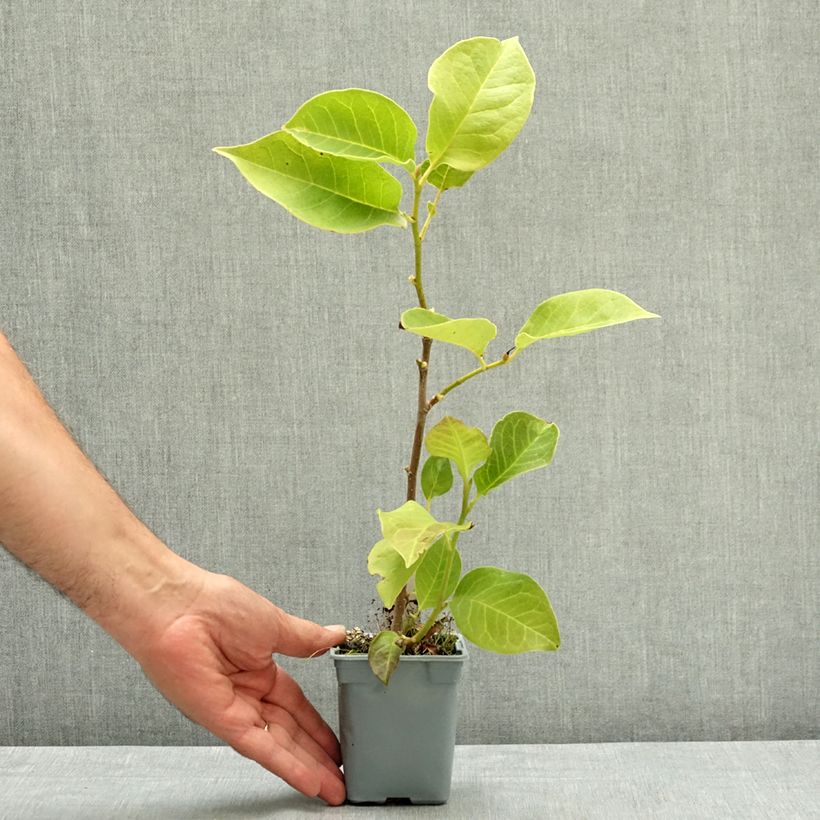 Exemplaar van Magnolia soulangeana Cameo - Gewone magnolia Pot van 12 cm / 13 cm zoals geleverd in de zomer