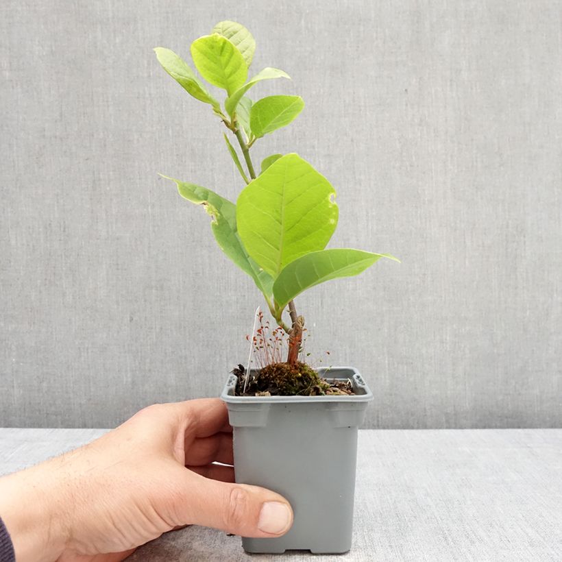 Exemplaar van Magnolia soulangeana Cameo - Gewone magnolia Pot van 12 cm / 13 cm zoals geleverd in de lente