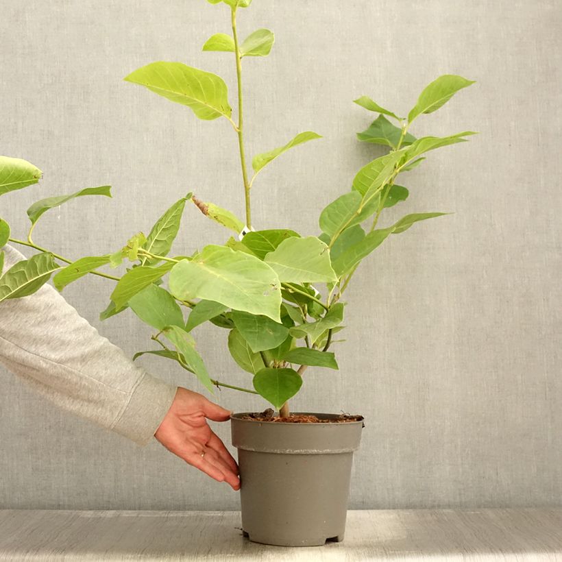 Exemplaar van Magnolia x soulangeana Cameo  Pot de 4L/5L zoals geleverd in de herfst
