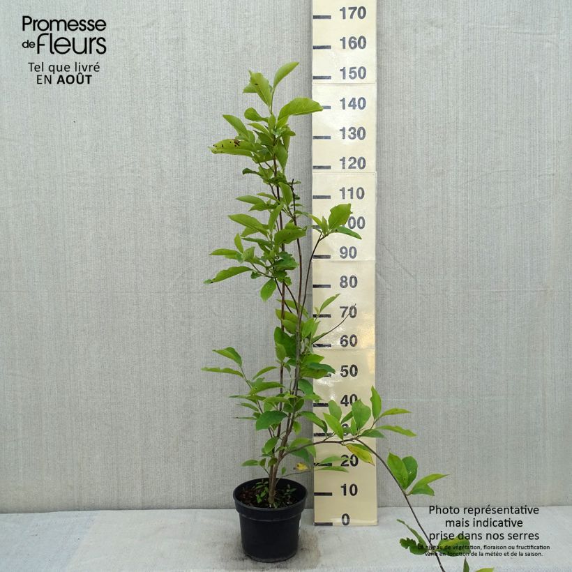 Exemplaar van Magnolia soulangeana Lennei - Gewone magnolia Pot van 4 l/5 l zoals geleverd in de zomer