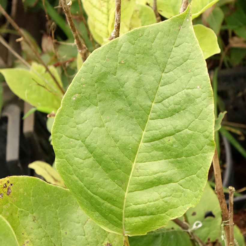 Magnolia soulangeana Lennei - Gewone magnolia (Blad)