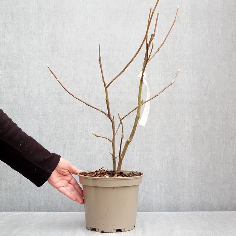 Exemplaar van Magnolia Picture Superba - Gewone magnolia Pot van 4 l/5 l zoals geleverd in de herfst