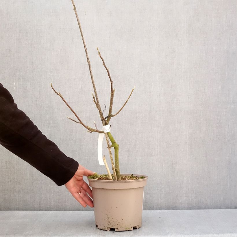 Exemplaar van Magnolia x soulangeana Picture Superba Pot de 4L/5L zoals geleverd in de winter