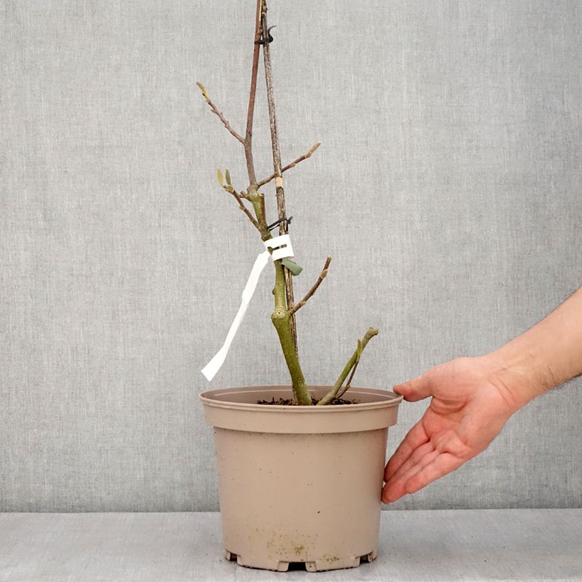 Exemplaar van Magnolia Picture Superba - Gewone magnolia Pot van 4 l/5 l zoals geleverd in de lente