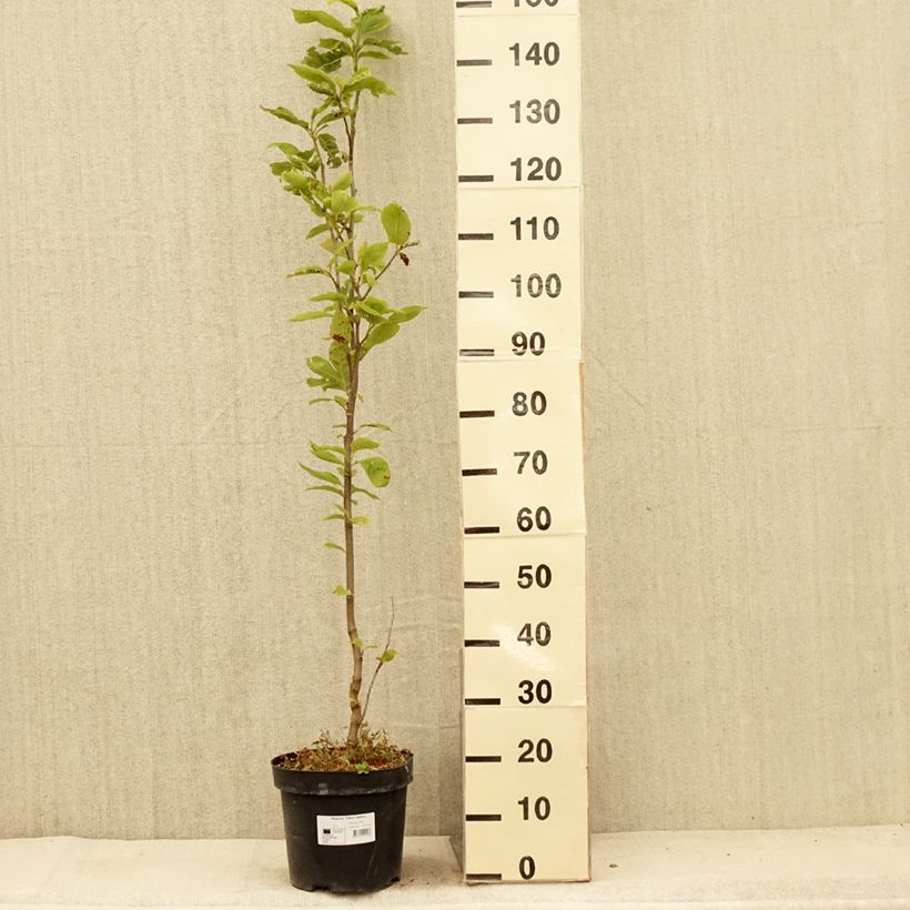 Exemplaar van Magnolia Yellow Lantern - Beverboom Pot van 6 l/7 l zoals geleverd in de zomer