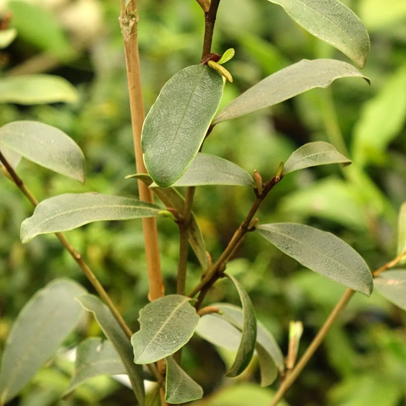 Magnolia yunnanensis - Bananenstruik (Blad)