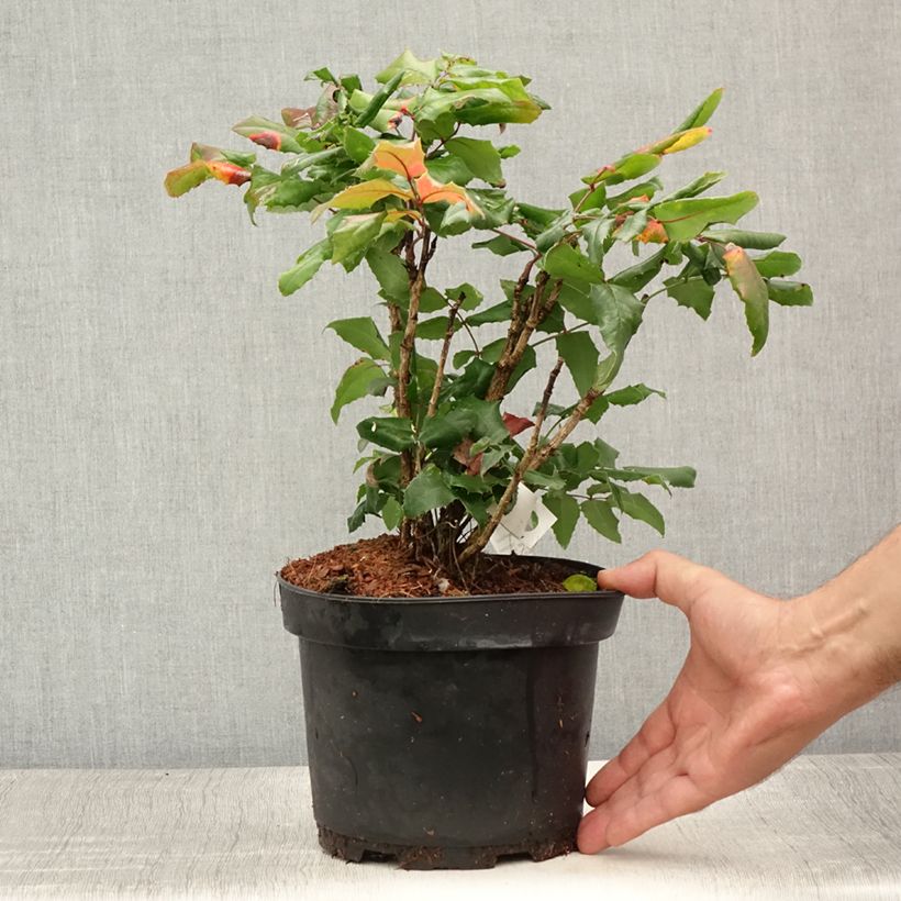 Exemplaar van Mahonia aquifolium - Mahonie Pot van 2 l/3 l zoals geleverd in de zomer