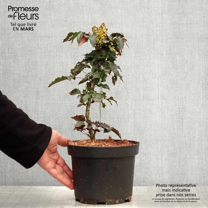 Exemplaar van Mahonia aquifolium - Mahonie Pot van 2 l/3 l zoals geleverd in de lente
