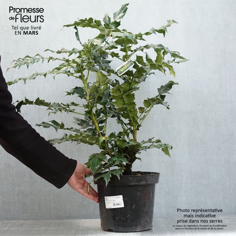 Exemplaar van Mahonia bealei - Mahonie Pot van 7,5 l/10 l zoals geleverd in de lente