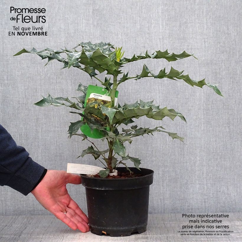 Exemplaar van Mahonia bealei - Mahonie Pot van 3 l/4 l zoals geleverd in de herfst
