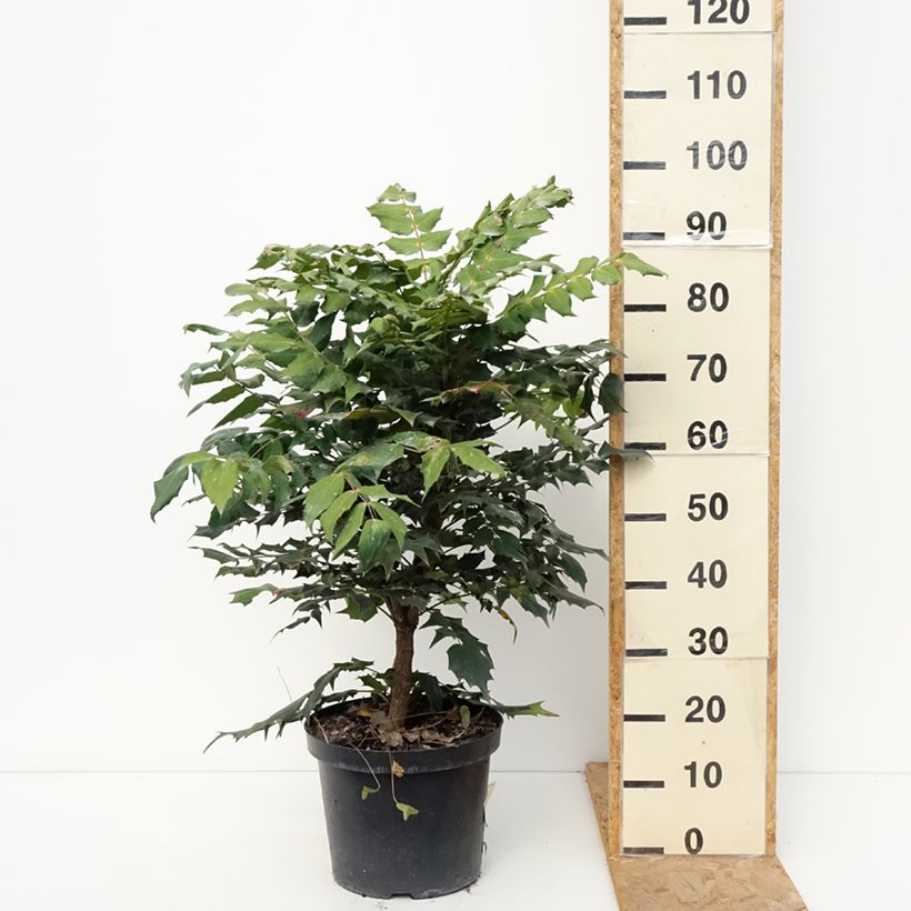 Exemplaar van Mahonia bealei - Mahonie Pot van 7,5 l/10 l zoals geleverd in de herfst
