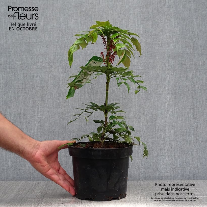 Exemplaar van Mahonia nitens Cabaret - Mahonie Pot van 2 l/3 l zoals geleverd in de herfst
