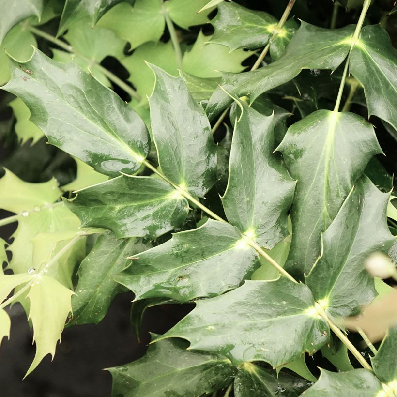 Mahonia japonica Hivernant - Mahonie (Blad)