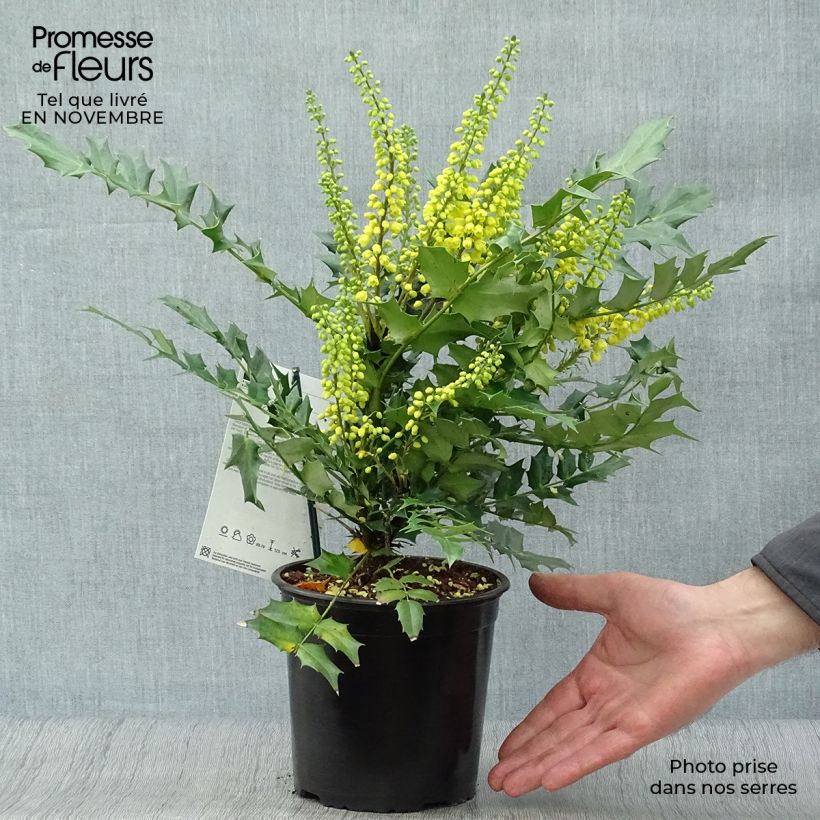 Exemplaar van Mahonia media Charity - Mahoniestruik Pot van 2 l/3 l zoals geleverd in de herfst